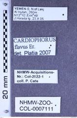 Etiketten zu Cardiophorus flavus (Erichson, 1840) (NHMW-ZOO-COL-0007111)